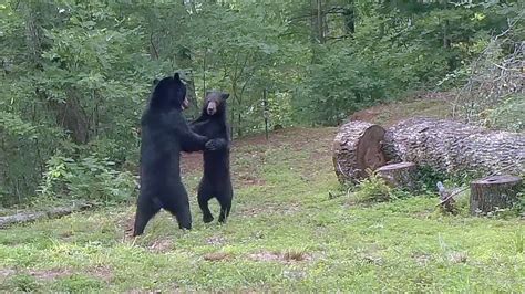 dancing bear ebony|Black Bears Dance